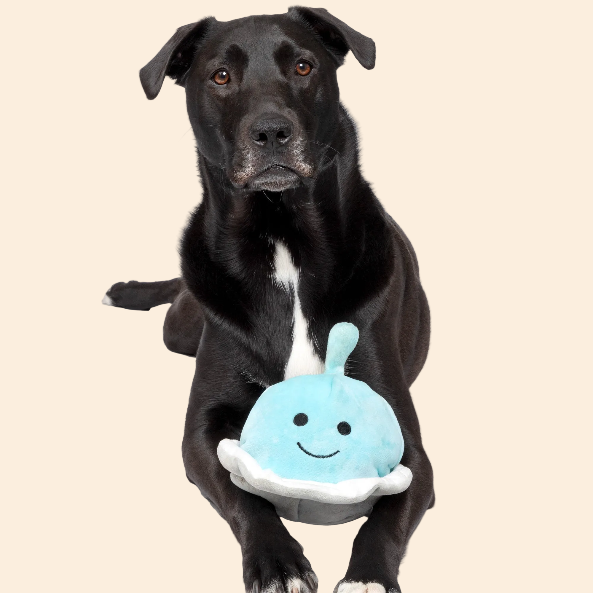 Pet Accessories