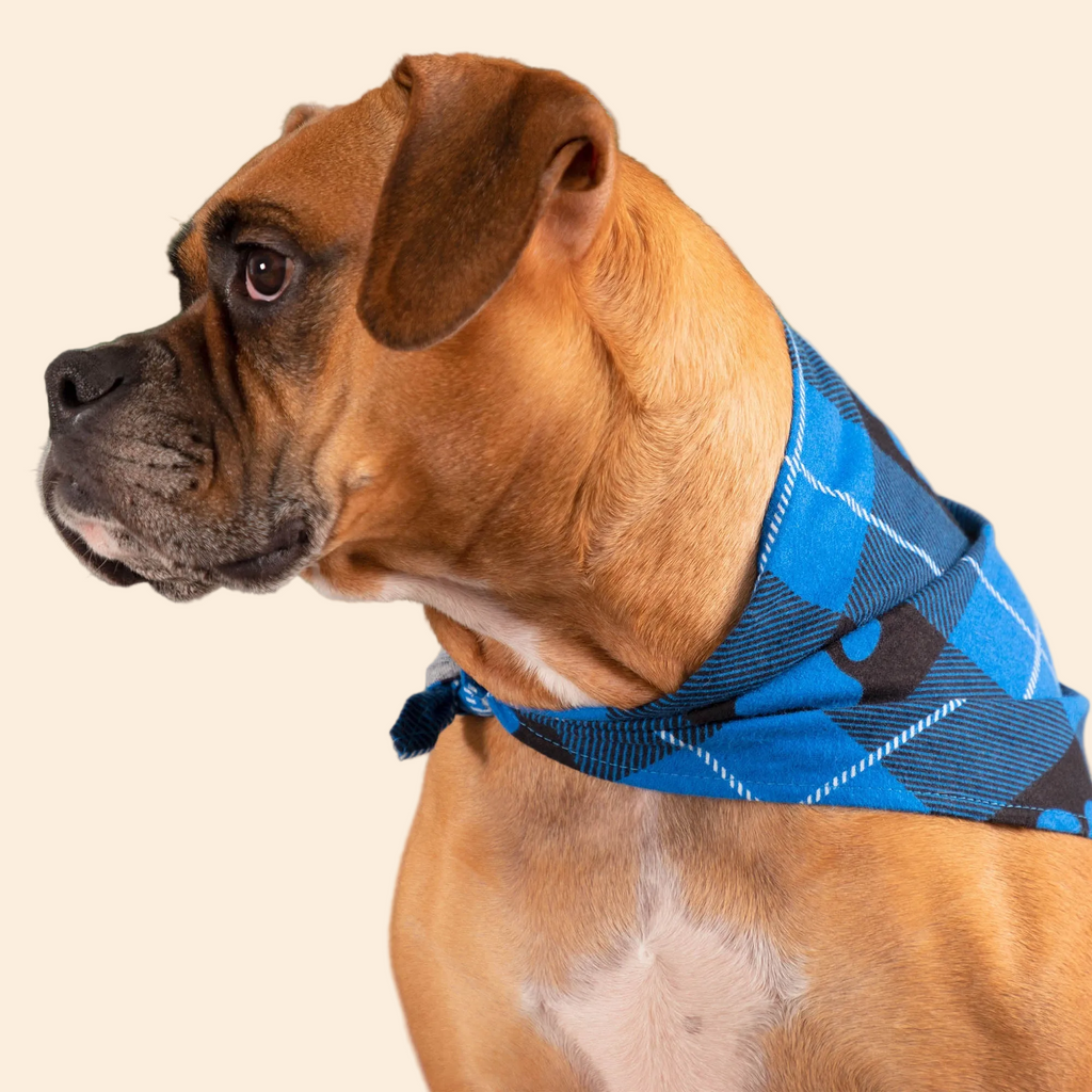 Plaid Paws Pet Bandana