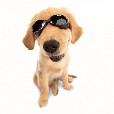 Doggles ILS Protective Dog Eyewear