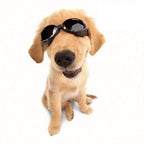 Doggles ILS Protective Dog Eyewear