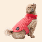 AKC Belly Band Dog Puff Coat